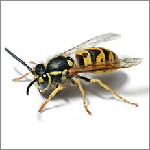 Wasp