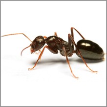 Ant