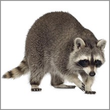 Raccoon