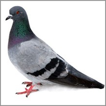 Pigeon