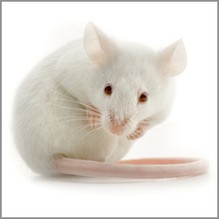 White mouse