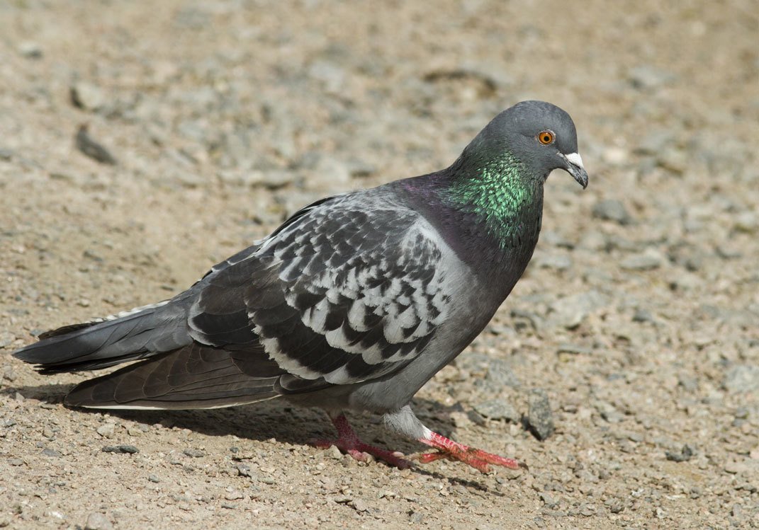 Pigeon