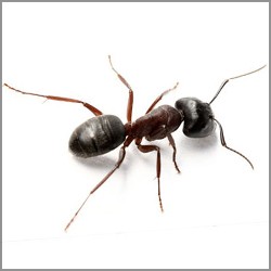 Carpenter ant