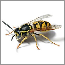 Wasp