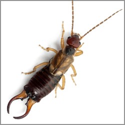 Earwig