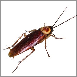 Cockroach